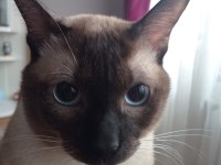 Erkek kedime çiftleştirmek için dişi kedi arıyorum