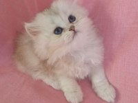 Muhteşem kalite british longhair yavrular