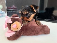 Teacup safkan yorkshire terrier yavruları