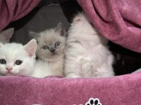 MİNİ MİNİ TÜY YUMAKLARI KEDİLER YENİ AİLESİNİ ARIYOR