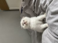 Blue point scottish fold