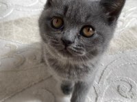 3 aylık British safkan