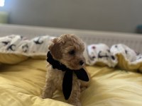 Yakışıklı oğlumuz maltipoo