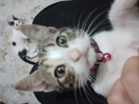 KEDİMİZE ACİL YUVA ARANIYOR