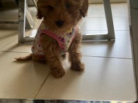 4 aylık dişi toy poodle yavru