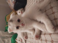 Scottish fold yavrular