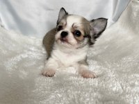 biblo bebek chihuahua
