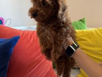 Mükemmel Kalitede Red Brown Poodle Yavru