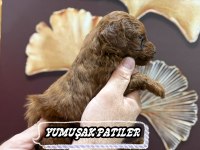 TOY POODLE DİŞİ VE ERKEK