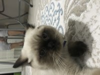 Bakmaya kıyamadığım british shorthair