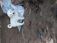 Safkan akbaş yavruları