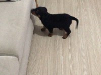 70 günlük rottweiler