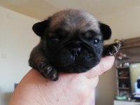 Pug mops yavru