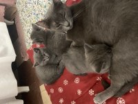 British Shorthair Russian Blue Melezi