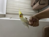Full evcil sultan papağanları
