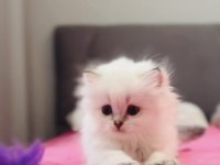 Lokum yumuşaklığında pofuduk bir erkek bebek