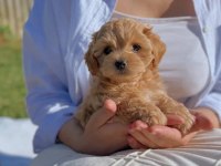 Maltipoo Yavrularımız