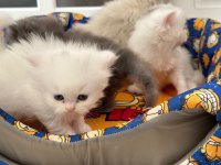 Chinchilla güzeller güzeli oğlum