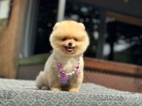 SAĞLIK VE IRK GARANTİLİ POMERANİAN KÖPEĞİMİZ