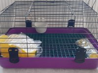 Mini lop tavşan bebeklerimiz