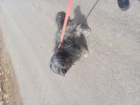 Terrier köpeği