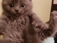 Safkan british longhair yavrumuz teslime hazır a kalite