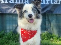 Üst Kalite Border Collie Bebekler