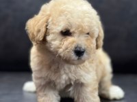 Maltipoo erkek yavru üç aylık