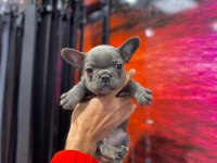 KALİTELİ BLUE FRENCH BULLDOG