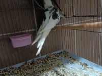 Wf Sultan Papağanı Takım