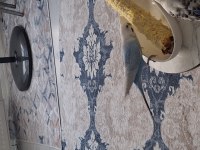 Muhabbet kuşu erkek 1 yaşında