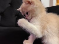 Yeni yuvasını arayan british shorthair