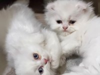 Irk Ve Sağlık Garantili Scottish Fold