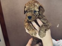 Muhteşem toy poodle yavruları