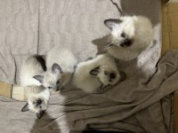 ÇOK OYUNCU SİYAM KEDİSİ YAVRULAR