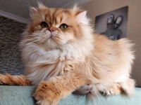 GOLDEN ERKEK BRİTİSH LONGHAİR (EŞLEME İLANIDIR)