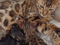Ödüllü babadan 3 adet yeni doğan bengal kedisi