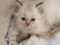 Safkan British Longhair Bluepoint Dişi Yavrular