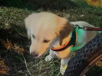 Golden retriever kızımız şira