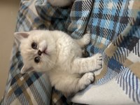 British shorthair lynx point