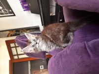 Asil ve güzel maine coon çocuklarımız