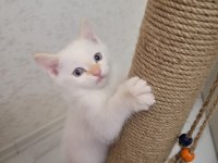 Sevimli british longhair kediler