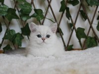 AY1133 Erkek British Shorthair Golden Point