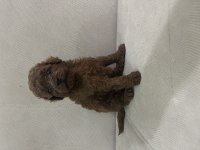 Teslime hazır Poodle yavrular