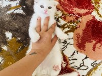 scottish fold bebek
