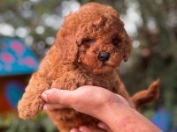 Toy Poodle Yavrular