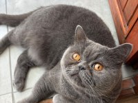 Scottish Fold Kısırlaştırmış Erkek Kedimiz Yuva Arıyor