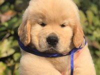 GOLDEN RETRİEVER KÖPEKLER