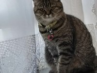British Shorthair 6 Yaşında