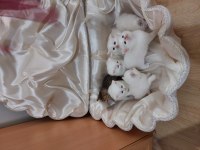 1 AYLIK MİNNAK KEDİLER REZERVEYE AÇILDI